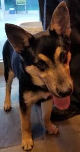 Black And Brown Dog Breeds Medium Animal Id 38118619 Species Dog Breed German Shepherd Mix Age 6 Months 2 Days Gender Female Size Medium Color Black Tan Site Depa Animals Dog Breeds Dogs