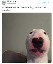 Nelson The Bull Terrier Walter Know Your Meme