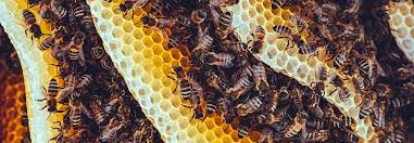 Phoenix's bee removal service experts. Mesa Az Bee Removal Bee Removal Phoenix