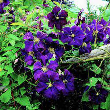 Clematis wilt causes the foliage and stems of your clematis vine to dry and whither, even turning them black. Clematis Better Homes Gardens