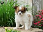 Papillon Puppies for Sale from Reputable Dog Breeders