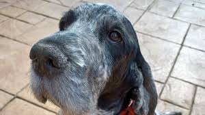 Pets & pet equipment for sale in doncaster, south yorkshire. Doncaster Dog Needed Life Saving Surgery After Swallowing 18cm Kebab Skewer Itv News Calendar