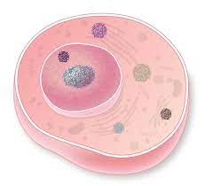 Why is cell wall not an organelle. These Organelles Have No Membranes The Scientist Magazine