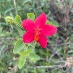 Image result for Hibiscus aponeurus