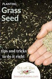 Planting Grass Seed Stop Doing It The Wrong Way Bees And Roses In 2021 Planting Grass Planting Grass Seed Grass Seed