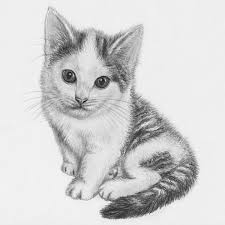 This tutorial will teach you how to draw a realistic cat's face. 50 Easy Pencil Drawings Of Animals That Look So Realistic