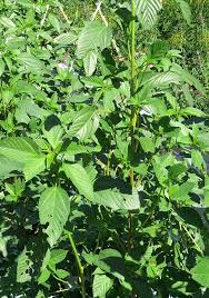 Image result for Corchorus olitorius