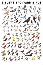 February 2012 Bird Poster Birds Pet Birds