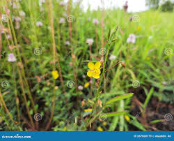 Image result for Chamaecrista mimosoides