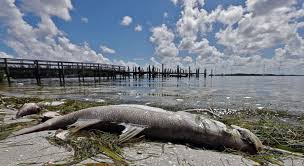 Toxic Red Tide Blooms Are Creeping Up Floridas West Coast