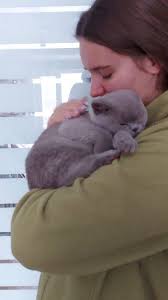 tenderness is...❤️❤️❤️, embery cattery