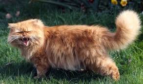 There are 132 mixed breed cat for sale on etsy, and they cost $16.96 on average. Persian Cat Breed Information