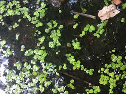 Image result for Wolffiella