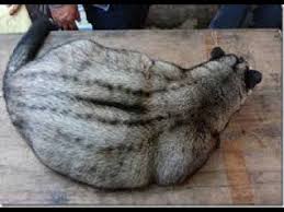 Cara Membuat Obesitas Pada Musang Dengan Cepat Dan Tetap Sehat Binatang Musang Tetap Sehat
