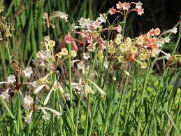 Image result for Cyrtanthus mackenii