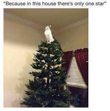 Christmas Memes 6 1545421785131 Jpg Christmas Memes Christmas Memes Funny Funny Christmas Tree