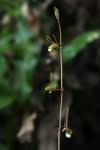 Image result for Eulophia longisepala