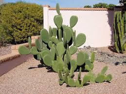 Need fork,knife, and a cutting board. Indian Fig Opuntia Cactus Succulent Landscape Design Desert Landscaping