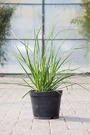 Kleines Garten Pampasgras Im 5 Liter Topf Graser Weiss Bluhend Staude Winterhart Mehrjahrig Beetpflanze Sonnig Cortaderia S Beetpflanzen Pampasgras Pflanzen