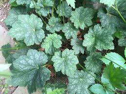 Image result for heuchera americana