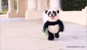 Maybe you would like to learn more about one of these? Best Dog Panda Costume Gifs Gfycat