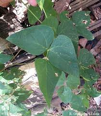 Image result for Phaseolus lunatus