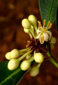 Image result for Brackenridgea