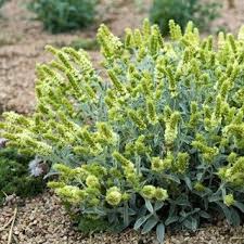 Image result for Stemodia serrata
