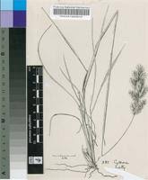 Image result for Eriochrysis pallida