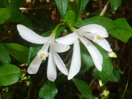 Image result for Turraea obtusifolia