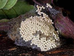Caterpillar Life Cycle Wildlife Insight