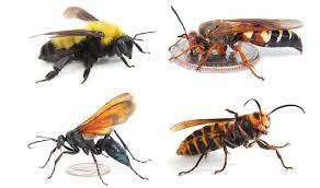 Like wasps, bumble bees also do not die when they sting. Asian Giant Hornets What You Should Really Know About Them Upr Utah Public Radio