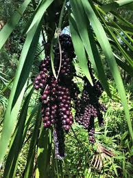 Image result for Cordyline stricta