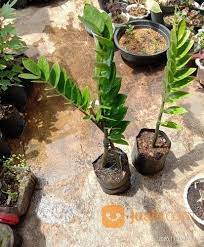 We did not find results for: Tanaman Hias Zamia Daun Dolar Bekasi Jualo