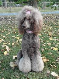 Pin On Putting On The Dog