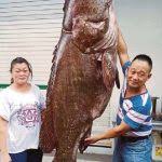 Sekilogram boleh mencecah sehingga rm550. Tapah Vitdaily