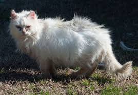 Some people try to sell predator urine, such as coyote or fox urine to get rid of feral cats, but that doesn't work. Animal Rights Uncompromised Feral Cats Peta