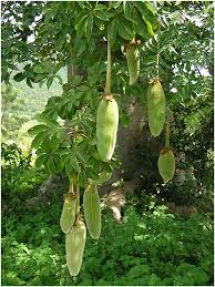 Image result for Adansonia digitata