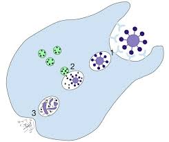 Check spelling or type a new query. Vesicle Definition Types And Function Biology Dictionary