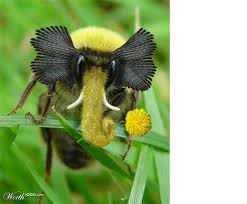 Elephant Bumblebee Animals Insects Bee
