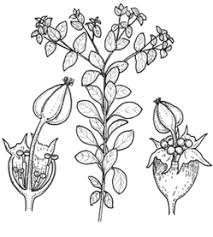 Image result for Euphorbia depauperata