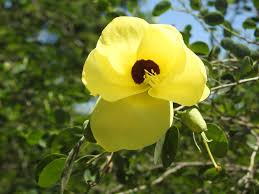 Image result for Bauhinia tomentosa