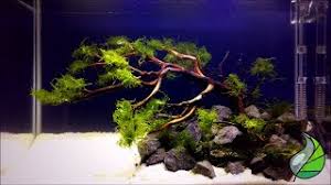 159 отметок «нравится», 5 комментариев — pakne kenzho (@pakne_kenzho) в instagram: Membuat Aquascape Untuk Pemula Aquascape Sederhana Youtube