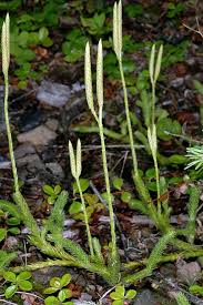 Image result for Lycopodium clavatum