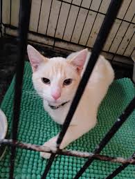 Look who we saw blending into the background in an empty lot at Wilson &  Catherine.