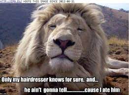 Funny Animal Pics With Quotes About Jobs Quotesgram