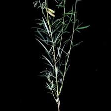 Image result for Crotalaria paraspartea