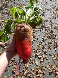 Red Mammoth Fodder Beet
