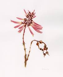 Image result for Erythrina livingstoniana