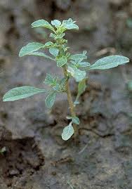 Image result for Amaranthus graecizans